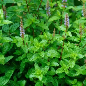 Organic Peppermint Seeds - Mentha piperita Herb for Tea, Cooking & Pollinators - 100 Seeds - Image 2