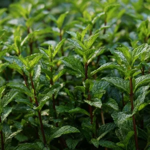 Organic Peppermint Seeds - Mentha piperita Herb for Tea, Cooking & Pollinators - 100 Seeds - Image 3