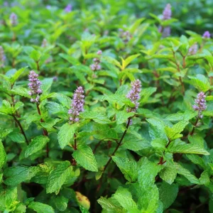 Organic Peppermint Seeds - Mentha piperita Herb for Tea, Cooking & Pollinators - 100 Seeds - Image 4
