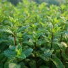 Organic Peppermint Seeds - Mentha piperita Herb for Tea, Cooking & Pollinators - 100 Seeds - Image 1