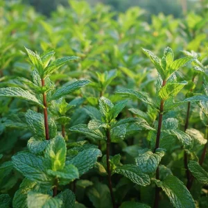 Organic Peppermint Seeds - Mentha piperita Herb for Tea, Cooking & Pollinators - 100 Seeds - Image 1