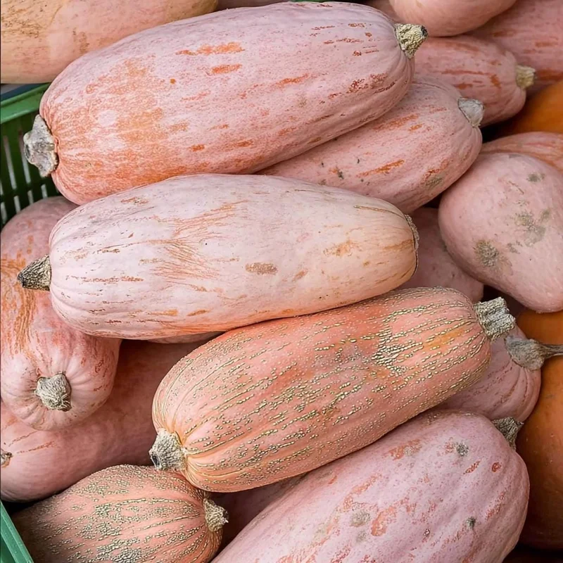 Organic Pink Banana Jumbo Winter Squash Seeds - 20 Count, Heirloom, Sweet - Image 2