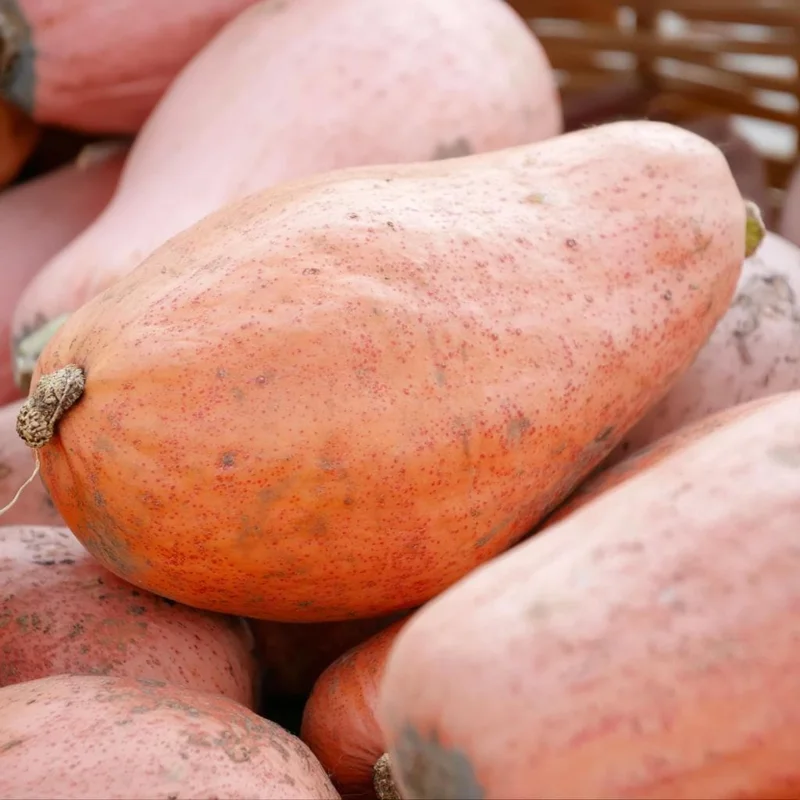 Organic Pink Banana Jumbo Winter Squash Seeds - 20 Count, Heirloom, Sweet - Image 4
