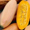 Organic Pink Banana Jumbo Winter Squash Seeds - 20 Count, Heirloom, Sweet - Image 1