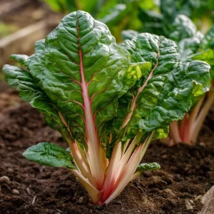 Organic Pink Flamingo Swiss Chard Seeds - 20 Count - Edible Greens - Image 2