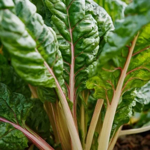 Organic Pink Flamingo Swiss Chard Seeds - 20 Count - Edible Greens - Image 3
