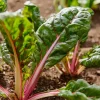 Organic Pink Flamingo Swiss Chard Seeds - 20 Count - Edible Greens - Image 1
