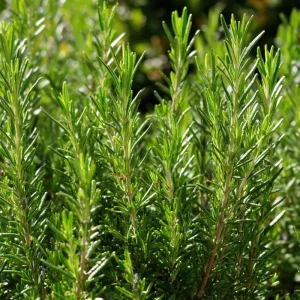 Organic Rosemary Seeds - 50 Rosmarinus officinalis Culinary Herb Seeds - Image 3