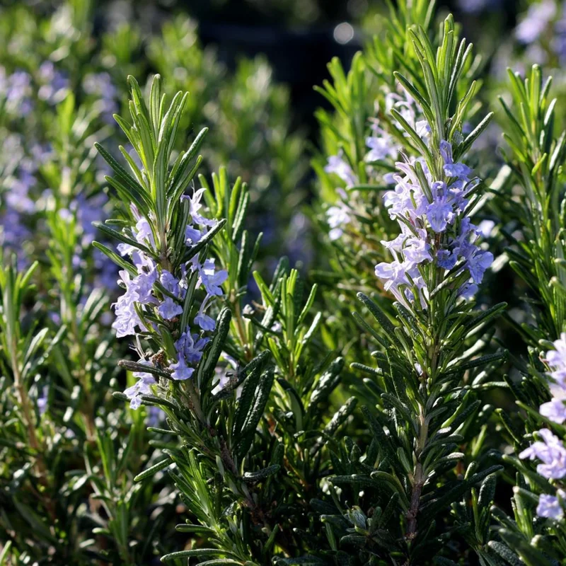Organic Rosemary Seeds - 50 Rosmarinus officinalis Culinary Herb Seeds - Image 4