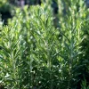 Organic Rosemary Seeds - 50 Rosmarinus officinalis Culinary Herb Seeds - Image 1
