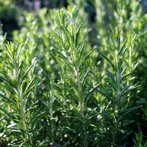 Organic Rosemary Seeds - 50 Rosmarinus officinalis Culinary Herb Seeds - Image 1
