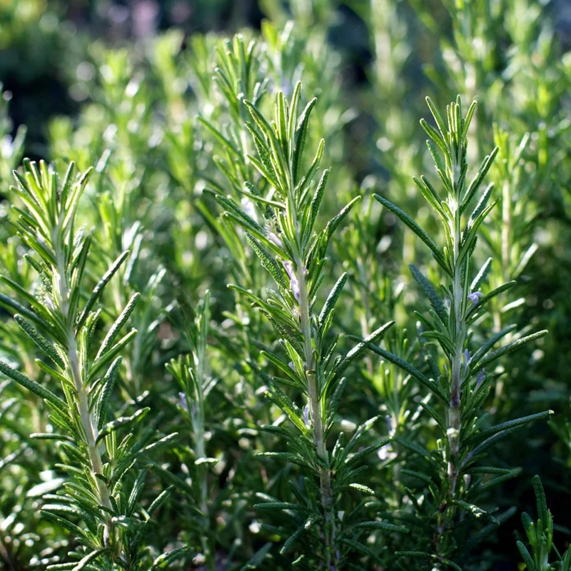 Organic Rosemary Seeds - 50 Rosmarinus officinalis Culinary Herb Seeds - Image 1