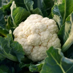 Organic Snowball Cauliflower Seeds - 150 Count, Heirloom, Easy Grow - Image 2