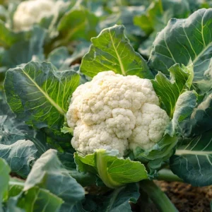 Organic Snowball Cauliflower Seeds - 150 Count, Heirloom, Easy Grow - Image 1