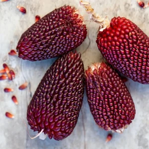 Organic Strawberry Popcorn Seeds - Heirloom Variety, Sweet Kernels, 30 Count - Image 3