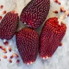 Organic Strawberry Popcorn Seeds - Heirloom Variety, Sweet Kernels, 30 Count - Image 1