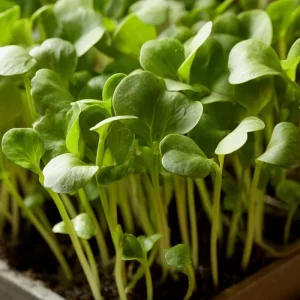 Organic Wasabi Mustard Microgreen Seeds - 10g Heirloom Spicy Flavor Brassica juncea - Image 5