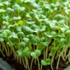 Organic Wasabi Mustard Microgreen Seeds - 10g Heirloom Spicy Flavor Brassica juncea - Image 1