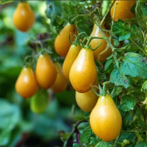 Organic Yellow Pear Cherry Tomato Seeds - Heirloom, Sweet, 30 Seeds - Image 2