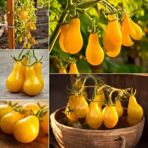 Organic Yellow Pear Cherry Tomato Seeds - Heirloom, Sweet, 30 Seeds - Image 3