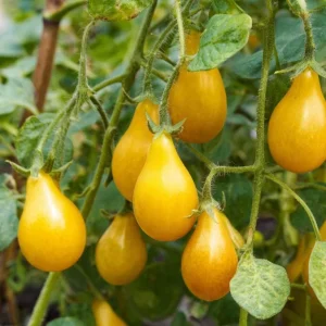 Organic Yellow Pear Cherry Tomato Seeds - Heirloom, Sweet, 30 Seeds - Image 4