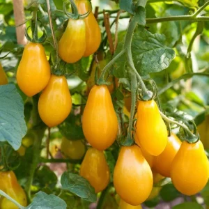 Organic Yellow Pear Cherry Tomato Seeds - Heirloom, Sweet, 30 Seeds - Image 1