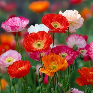 Oriental Poppy Seeds Mix - 1000 Perennial Flower Seeds, Vibrant Colors, Attracts Pollinators, Easy Grow Outdoor - Image 2