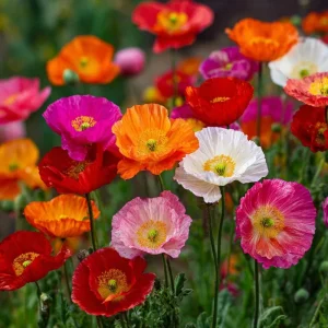 Oriental Poppy Seeds Mix - 1000 Perennial Flower Seeds, Vibrant Colors, Attracts Pollinators, Easy Grow Outdoor - Image 3