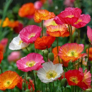 Oriental Poppy Seeds Mix - 1000 Perennial Flower Seeds, Vibrant Colors, Attracts Pollinators, Easy Grow Outdoor - Image 4