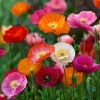 Oriental Poppy Seeds Mix - 1000 Perennial Flower Seeds, Vibrant Colors, Attracts Pollinators, Easy Grow Outdoor - Image 1