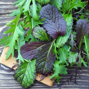 Osaka Purple Mustard Seeds - 200 Heirloom Brassica juncea Microgreen & Garden Seeds - Image 2