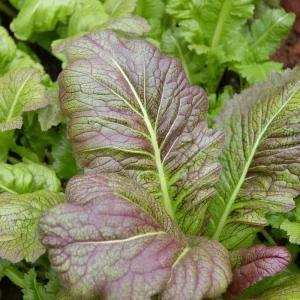Osaka Purple Mustard Seeds - 200 Heirloom Brassica juncea Microgreen & Garden Seeds - Image 3