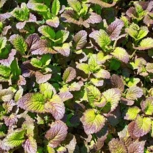 Osaka Purple Mustard Seeds - 200 Heirloom Brassica juncea Microgreen & Garden Seeds - Image 4