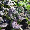 Osaka Purple Mustard Seeds - 200 Heirloom Brassica juncea Microgreen & Garden Seeds - Image 1