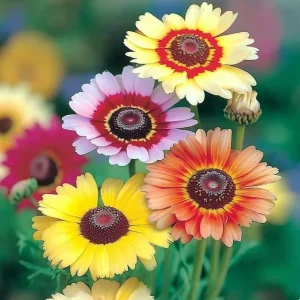 Painted Daisy Seeds - Chrysanthemum carinatum - 200 Seeds for Pollinator Gardens - Image 2