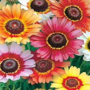 Painted Daisy Seeds - Chrysanthemum carinatum - 200 Seeds for Pollinator Gardens - Image 3