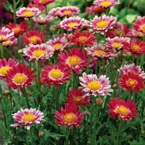 Painted Daisy Seeds - Chrysanthemum carinatum - 200 Seeds for Pollinator Gardens - Image 4