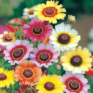 Painted Daisy Seeds - Chrysanthemum carinatum - 200 Seeds for Pollinator Gardens - Image 1