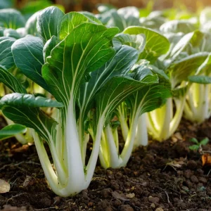 Pak Choi Chinese Cabbage Seeds - White Stem, 150 Count, Easy to Grow Asian Green - Image 4