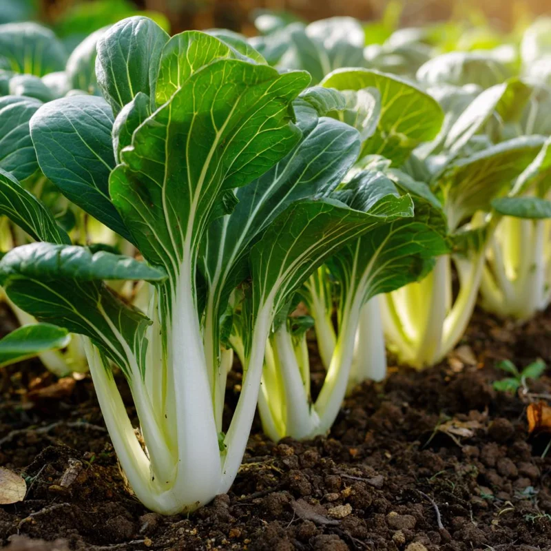 Pak Choi Chinese Cabbage Seeds - White Stem, 150 Count, Easy to Grow Asian Green - Image 4