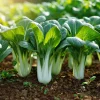 Pak Choi Chinese Cabbage Seeds - White Stem, 150 Count, Easy to Grow Asian Green - Image 1