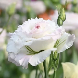 Pale Pink Lisianthus Seeds - Eustoma Grandiflorum - 25 Seed Pack - Outdoor - Image 2