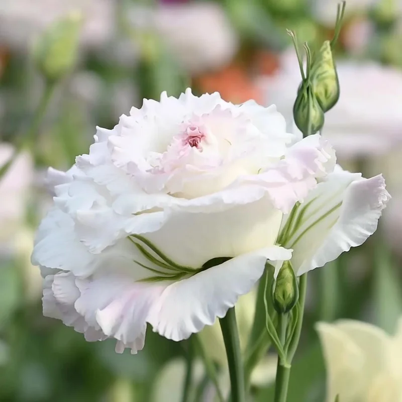 Pale Pink Lisianthus Seeds - Eustoma Grandiflorum - 25 Seed Pack - Outdoor - Image 2