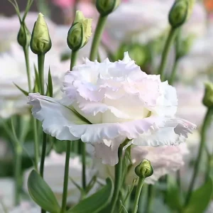 Pale Pink Lisianthus Seeds - Eustoma Grandiflorum - 25 Seed Pack - Outdoor - Image 3