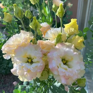 Pale Pink Lisianthus Seeds - Eustoma Grandiflorum - 25 Seed Pack - Outdoor - Image 5