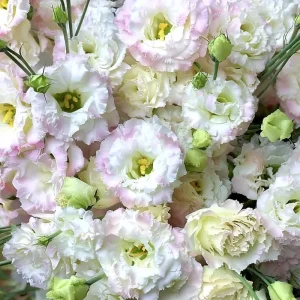Pale Pink Lisianthus Seeds - Eustoma Grandiflorum - 25 Seed Pack - Outdoor - Image 1