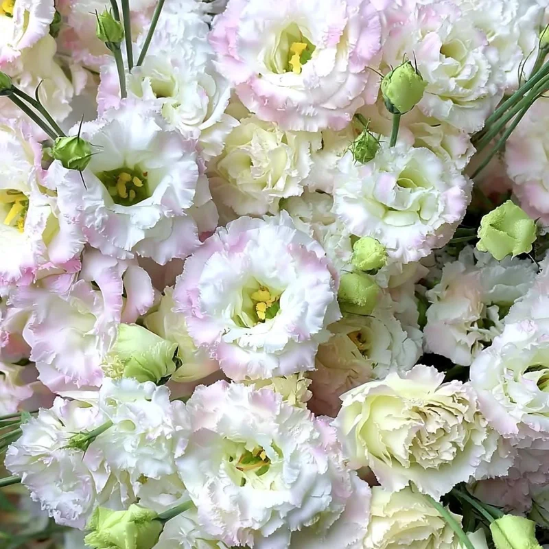 Pale Pink Lisianthus Seeds - Eustoma Grandiflorum - 25 Seed Pack - Outdoor - Image 1