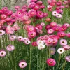 Paper Daisy Seeds - 500 Count Helipterum roseum - Bright Everlasting Blooms - Image 1