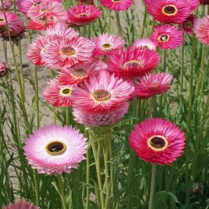 Paper Daisy Seeds - 500 Count Helipterum roseum - Bright Everlasting Blooms - Image 2