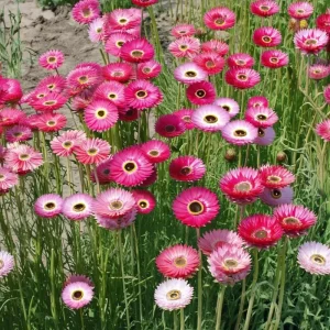 Paper Daisy Seeds - 500 Count Helipterum roseum - Bright Everlasting Blooms - Image 3